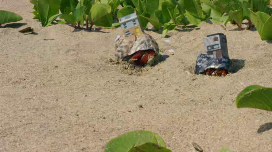 Zoopla: Crab World