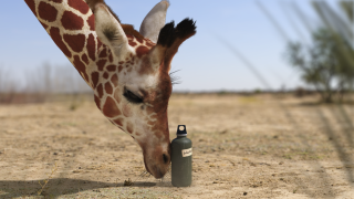 WWF: Elephant vs. Giraffe