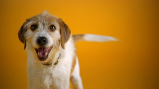 Pedigree: Every Dog Deserves Leading Nutrition