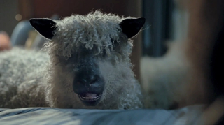 Dunelm Sleep Solutions: Aunty Ali - #TeamSleepSheep
