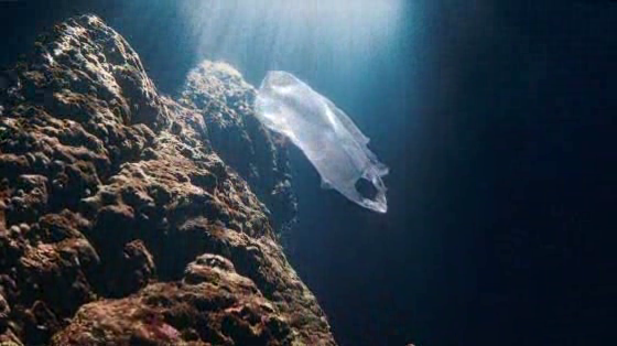 United Nations: Life Below Water: The Arrival of a New Species