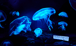 Plastic Oceans + Fundacion Meri: Ocean new species