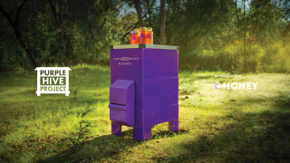 B Honey: Purple Hive Project