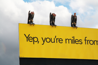 RAC Roadside Assistance: Vultures