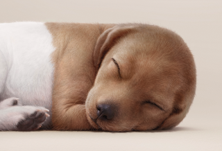 Allianz - Pet Insurance: Pawscription