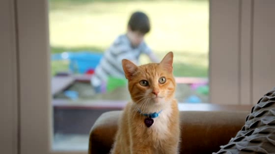 The Shelter Pet Project: Sand Box