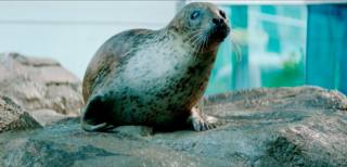 Samsung: Predicting the Next - Orange the harbor seal