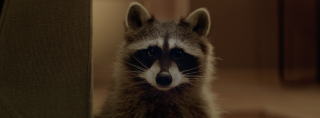 beeline: raccoon
