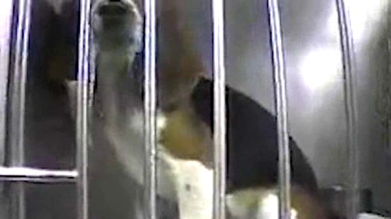 Paw Justice: Animal Strike