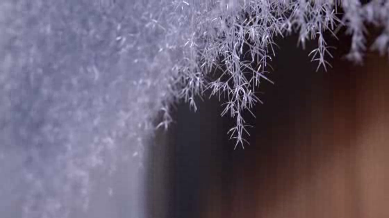 Winter Arts Season: Frost