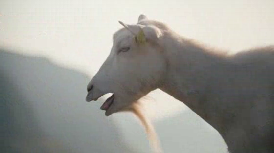 Tine Goat Cheese: Simply The Best