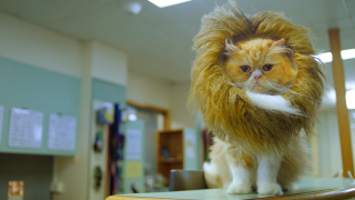 RACV Pet Insurance: Overconfidence Cover - Cone