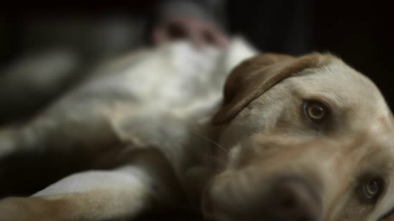 Pedigree: Dark To Light