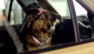 Citroën: Dog romance