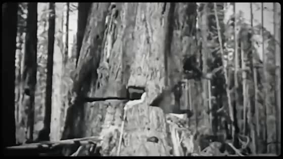 Drugs for Plants: Rockefeller Christmas Tree