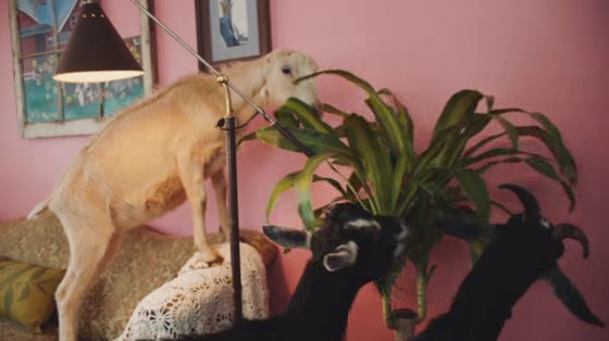 Head & Shoulders: Get Your Goats Rentals