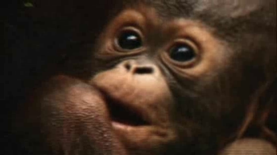 wwf: Join the Fight for Your World