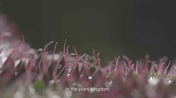 Turismocity: Plants