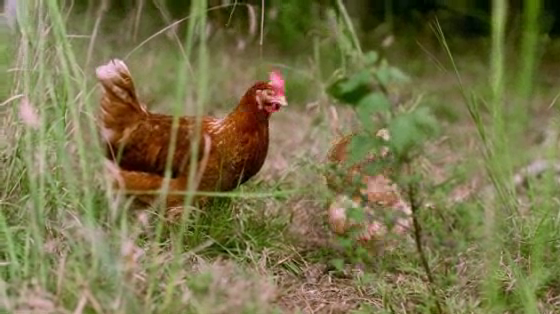 Vital Farms: The Hens Behind The Lens