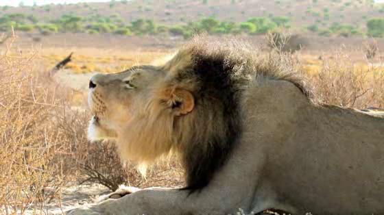 Land Rover: Land Rover 'Non-genuine Animals: Lion'