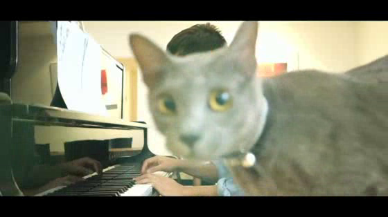 Sheba Cat Food: Pitch Purrfect