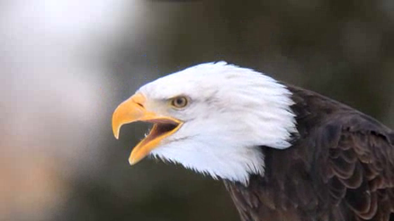 Land Rover: Land Rover 'Non-genuine Animals: Eagle'