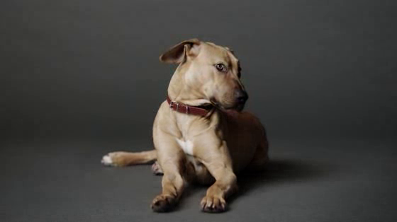 The Lost Dogs' Home: You can't hide real love - Cleo