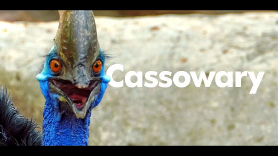 World Animal Protection: Cassowary