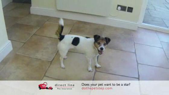 Direct Line: Pet Step