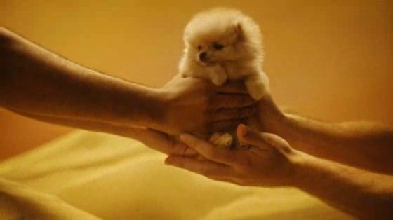 Petbarn: Puppies and Kittens