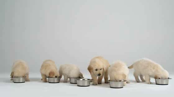 Assistance Dogs: Oooh Ahhhh