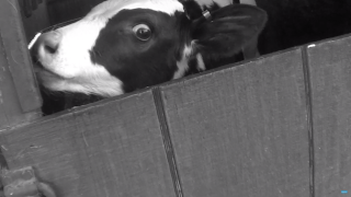 Mercy For Animals: New Normal