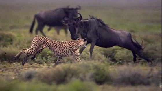 Nat Geo Wild: Gnu