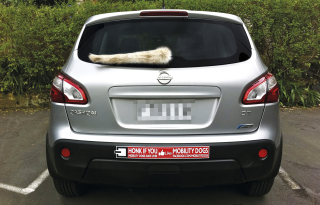 Mobility Dogs: Wagging Tail