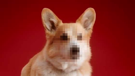 Schmackos: The Corgi