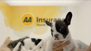 Home and Contents Insurance: Puppies