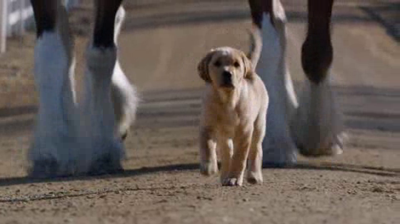 Budweiser: Puppy Love