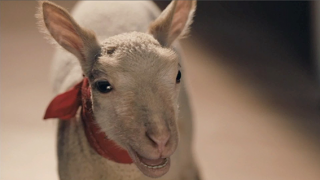Dunelm Sleep Solutions: Barney Blackout - #TeamSleepSheep