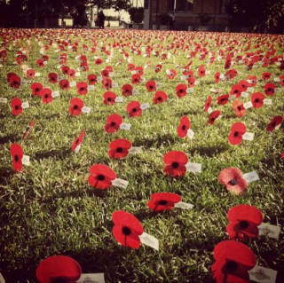 Westpac: Poppy field