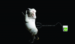 Reach Dental Floss: Cow