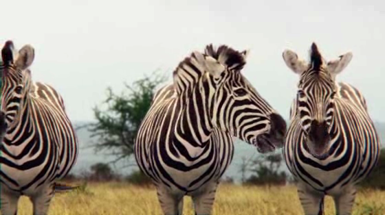 Jose Cuervo: Zebra chat up