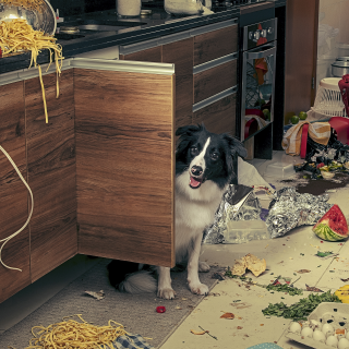 Dog Training School: Love hurts. Training treats.