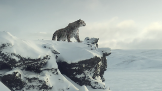 Audi quattro: Wilderness