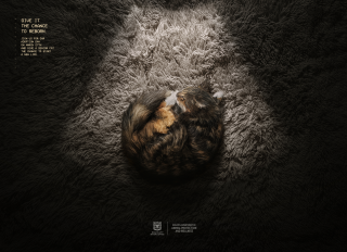 District of Animal Protection and Wellness: Cat Reborn