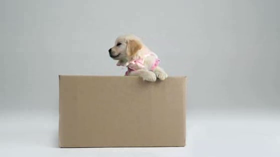 Assistance Dogs: Puppies for everyone
