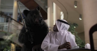 Zain: Zain - Bear