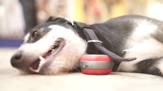 Animal Matters: Turn On The Woofer