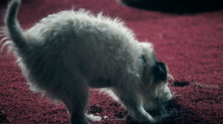 OBI: Dog