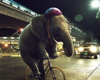 3M: elephant