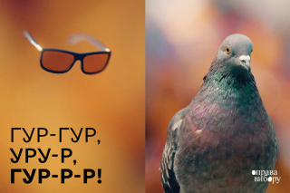 Choice Frames: Bird vision